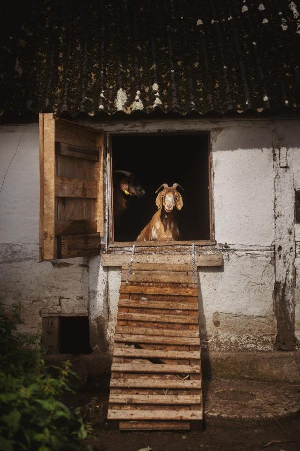 Dambaekgaard Sustainable Farm Villa Harlev  Luaran gambar